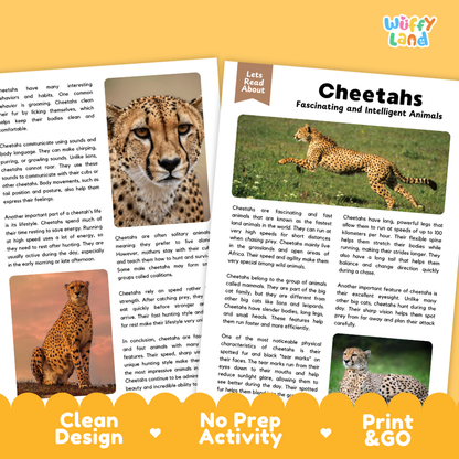 An educational activity booklet titled 'Lets Read About Cheetahs' by Wiffly Land, featuring two pages with text, images of cheetahs, and a colorful border at the bottom that reads 'Clean Design', 'No Prep Activity', and 'Print & Go'.