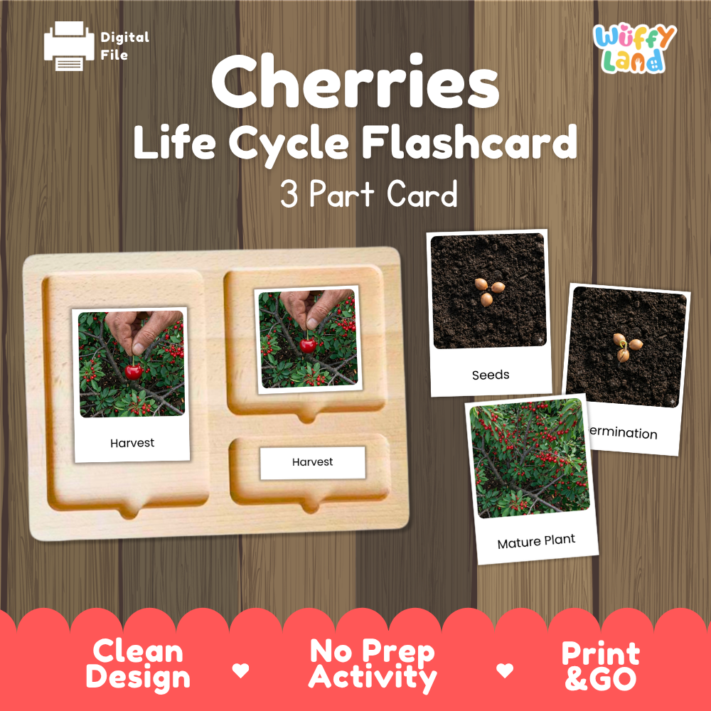 Cherries Life Cycle Flashcard set by Wiffy Land, featuring a wooden 3-part card tray with photos of cherry harvest, seeds, and mature plant stages on a wood-textured background.