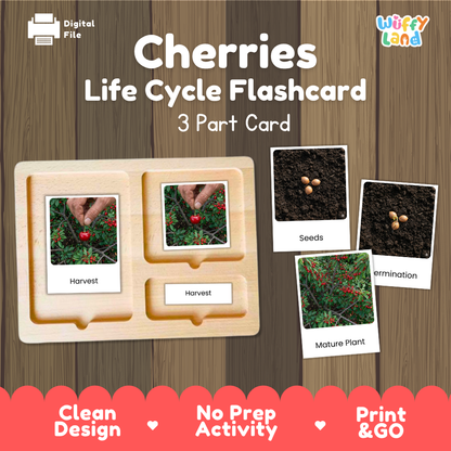 Cherries Life Cycle Flashcard set by Wiffy Land, featuring a wooden 3-part card tray with photos of cherry harvest, seeds, and mature plant stages on a wood-textured background.