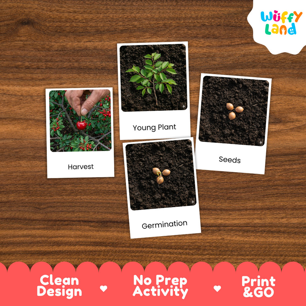 Four educational activity cards about planting and harvesting arranged on a brown wood-grain background. The cards show labeled photos of a hand harvesting a plant with red berries, a young green plant, seeds in soil, and germinating seeds.