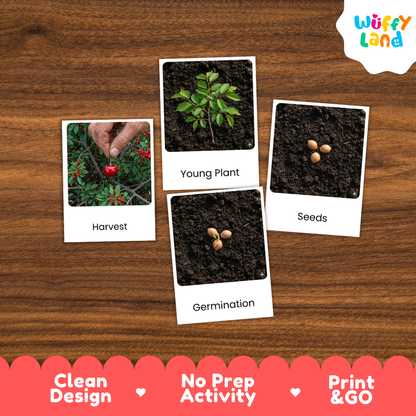 Four educational activity cards about planting and harvesting arranged on a brown wood-grain background. The cards show labeled photos of a hand harvesting a plant with red berries, a young green plant, seeds in soil, and germinating seeds.