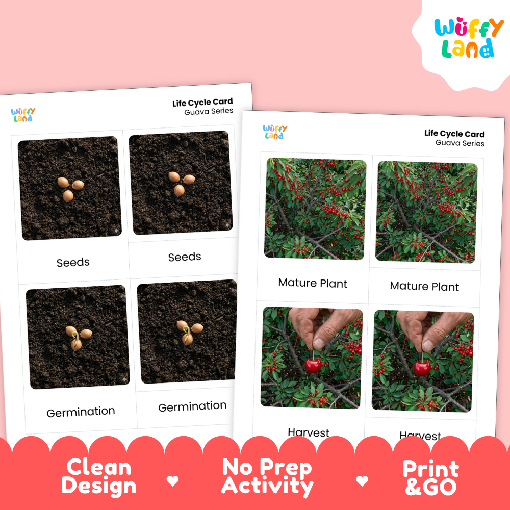 Two printed life cycle cards for guava series shown on a pink background, with the Wuffy Land logo in the top right and a red banner at the bottom reading Clean Design, No Prep Activity, and Print & GO.