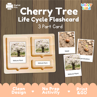 Cherry Tree Life Cycle Flashcards | 3 Part Cards Montessori Science Activity