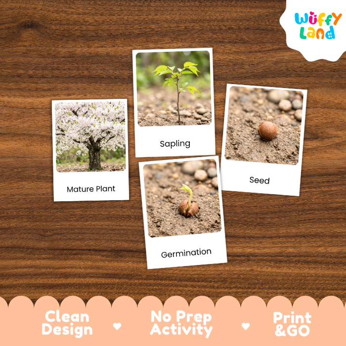 Cherry Tree Life Cycle Flashcards | 3 Part Cards Montessori Science Activity