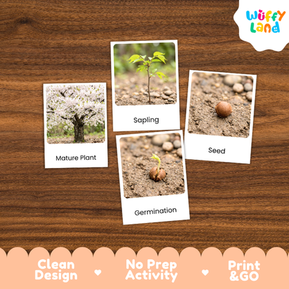 Cherry Tree Life Cycle Flashcards | 3 Part Cards Montessori Science Activity