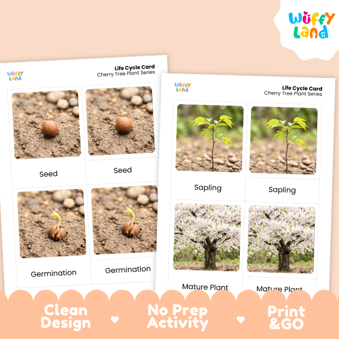 Cherry Tree Life Cycle Flashcards | 3 Part Cards Montessori Science Activity