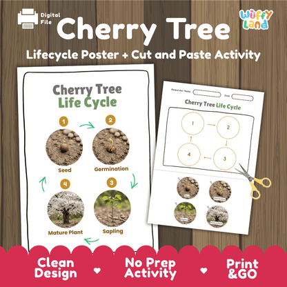 Cherry Tree Life Cycle Poster and Cut and Paste Activity Worksheet