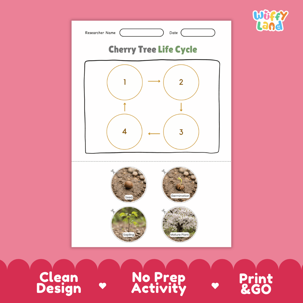 Cherry Tree Life Cycle Poster and Cut and Paste Activity Worksheet