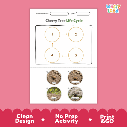 Cherry Tree Life Cycle Poster and Cut and Paste Activity Worksheet