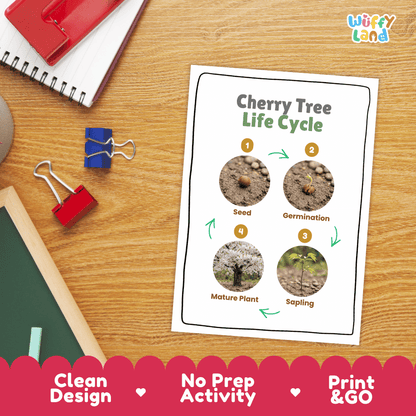 Cherry Tree Life Cycle Poster and Cut and Paste Activity Worksheet