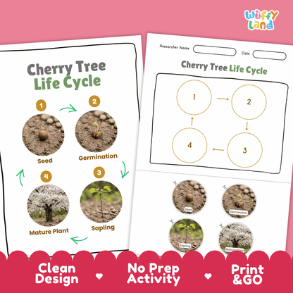 Cherry Tree Life Cycle Poster and Cut and Paste Activity Worksheet