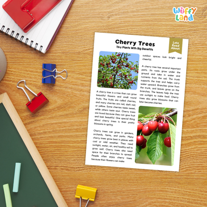 Cherry Tree Plant Reading Passages Worksheets and Comprehension Activity