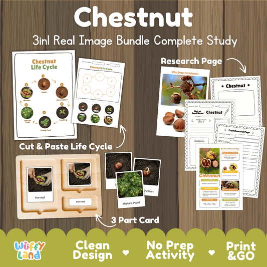 Complete Chestnut 3-in-1 real image study bundle featuring cut and paste worksheets, Montessori 3-part cards, and research pages 🌰🌱
