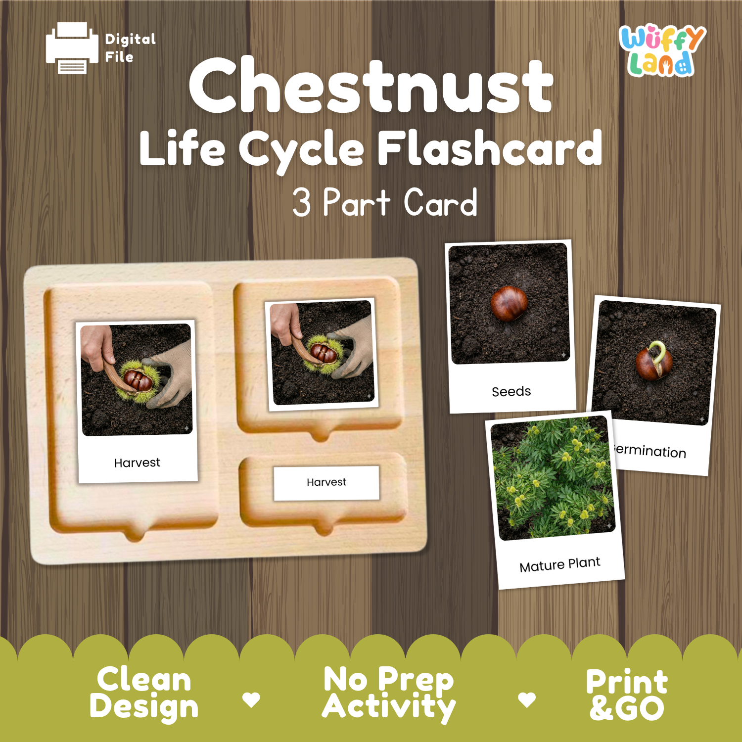 Chestnut Life Cycle Flashcard set by Wiffy Land, featuring a 3-part wooden card tray with labeled photos of chestnut seed, sprouting, and mature plant stages, shown on a wood-textured background.