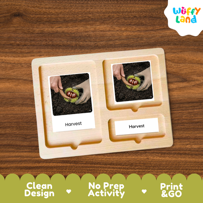 A wooden Montessori-style activity board with two labeled slots reading 'Harvest,' each containing a small printed photo of hands harvesting green beans. The board is shown on a wood-grain background, with a 'Wuffy Land' logo in the top right and a green banner at the bottom reading 'Clean Design,' 'No Prep Activity,' and 'Print & GO.
