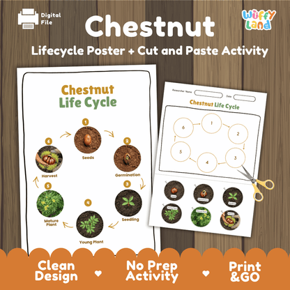Chestnut Life Cycle Poster and Cut and Paste Activity Worksheets