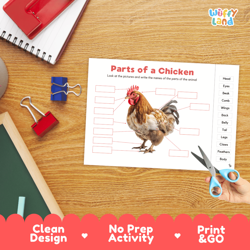 Differentiated chicken body parts labeling worksheets featuring fill-in write-in boxes and vocabulary word bank