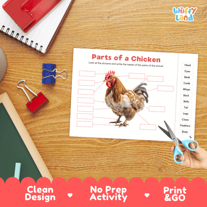 Differentiated chicken body parts labeling worksheets featuring fill-in write-in boxes and vocabulary word bank