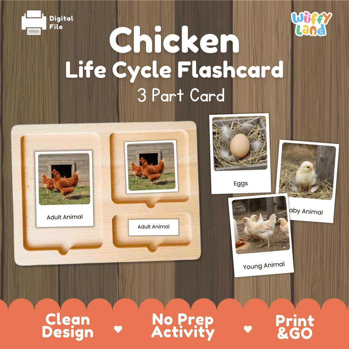 Montessori 3-part photo cards for chicken life cycle shown on wooden tray paired with animal research report worksheets and reference photo page   