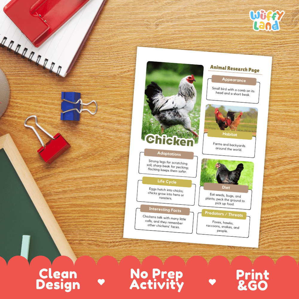 An educational 'Animal Research Page' about Chicken, printed on a white sheet with colorful text boxes and animal photos, displayed on a wooden desk with school supplies.