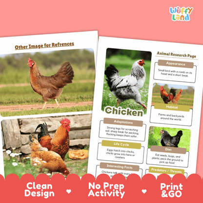Two printed activity sheets for a chicken research project shown on a pink background. The sheets feature photos of chickens, labeled sections for appearance, habitat, adaptations, life cycle, diet, interesting facts, and predators, with the brand name 'Wiffy Land' in the top right.