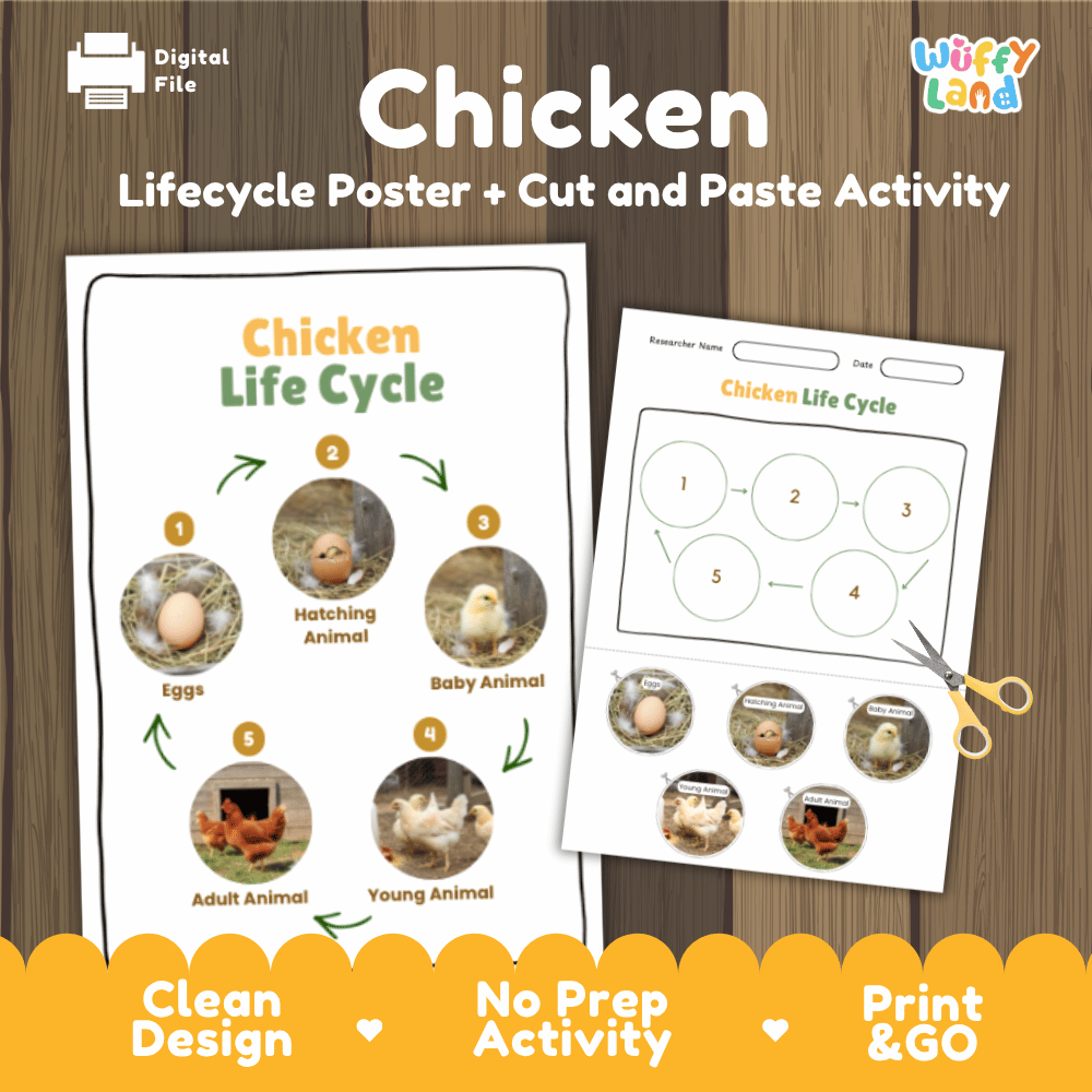 Chicken Lifecycle Poster and Cut and Paste Activity Worksheets | Animal Science Printables