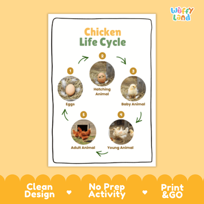 Chicken Lifecycle Poster and Cut and Paste Activity Worksheets | Animal Science Printables