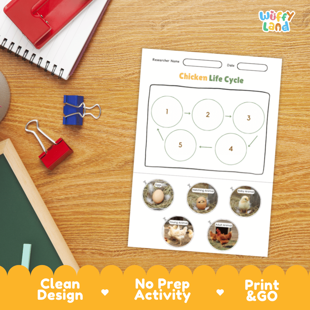 Chicken Lifecycle Poster and Cut and Paste Activity Worksheets | Animal Science Printables