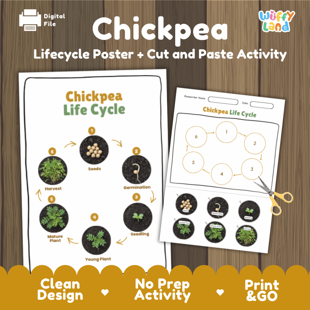Chickpea Lifecycle Poster and Cut and Paste Activity Worksheets | Plant Science Printables