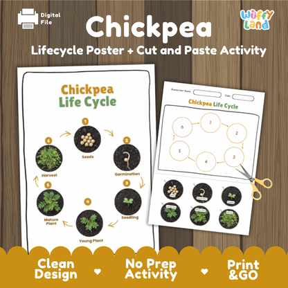 Chickpea Lifecycle Poster and Cut and Paste Activity Worksheets | Plant Science Printables