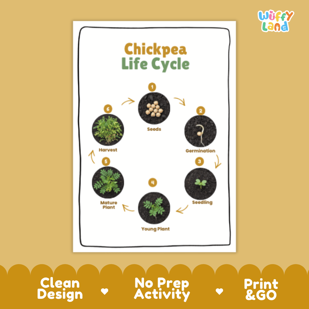 Chickpea Lifecycle Poster and Cut and Paste Activity Worksheets | Plant Science Printables