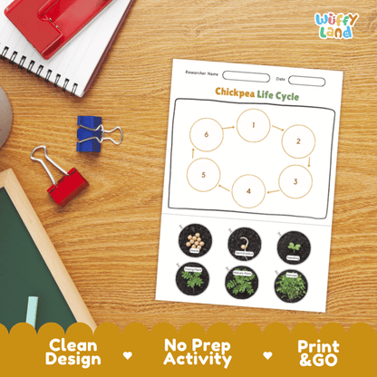 Chickpea Lifecycle Poster and Cut and Paste Activity Worksheets | Plant Science Printables