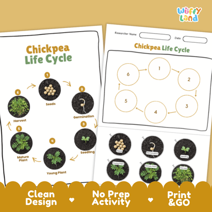 Chickpea Lifecycle Poster and Cut and Paste Activity Worksheets | Plant Science Printables