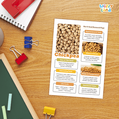Chickpea Nut and Seed Research Page Worksheets and Fact Sheet