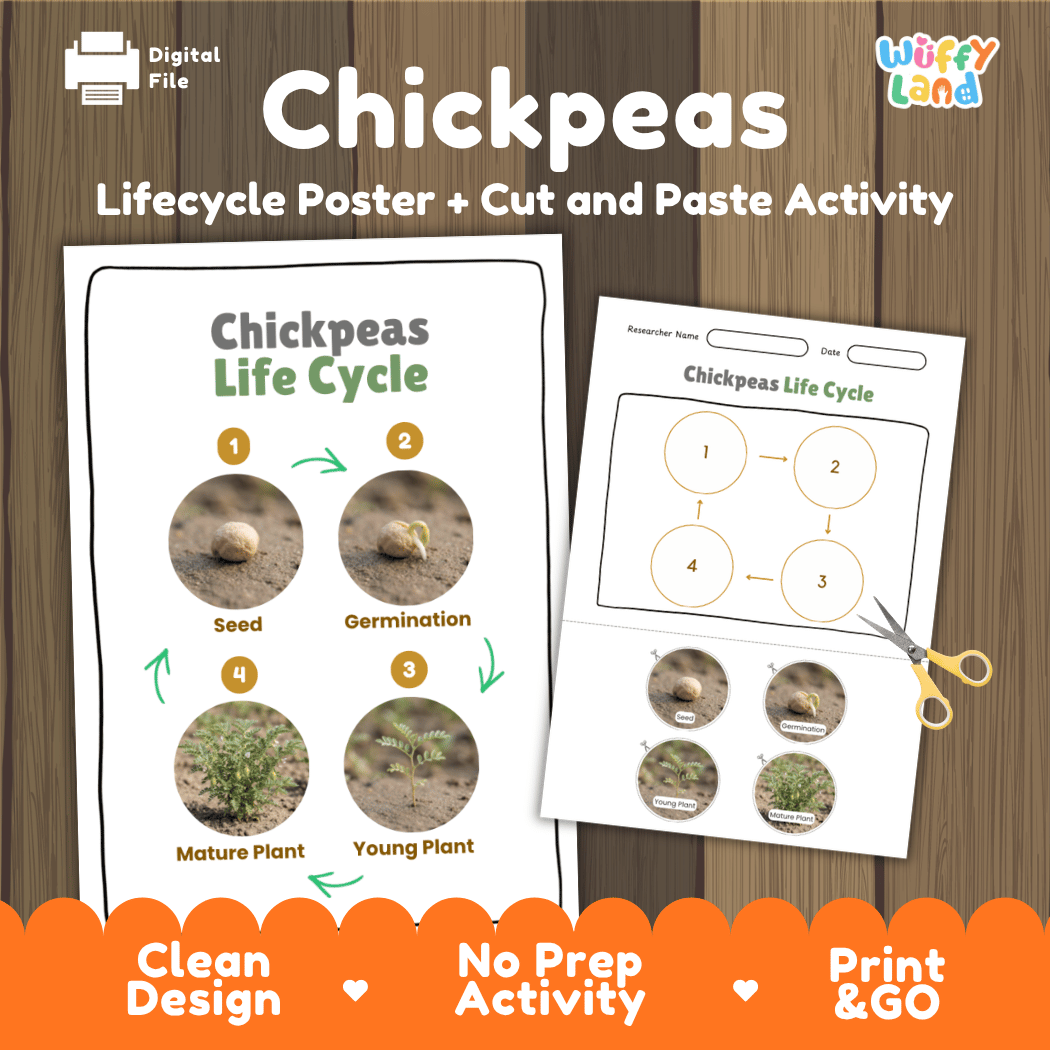 Chickpeas Life Cycle Poster and Cut and Paste Activity Worksheets