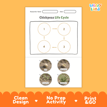 Chickpeas Life Cycle Poster and Cut and Paste Activity Worksheets