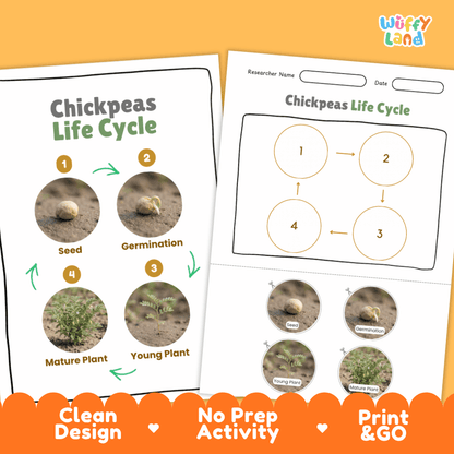 Chickpeas Life Cycle Poster and Cut and Paste Activity Worksheets
