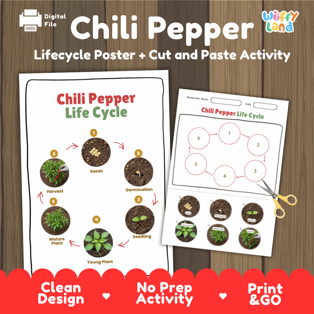 Chili Pepper Lifecycle Poster and Cut and Paste Activity Worksheets | Plant Science Printables