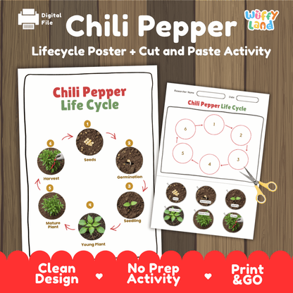 Chili Pepper Lifecycle Poster and Cut and Paste Activity Worksheets | Plant Science Printables