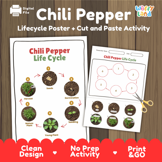 Educational chili pepper vegetable life cycle cut and paste sequencing worksheet with real photos showing seeds, germination, seedling, young plant, mature plant, and harvest