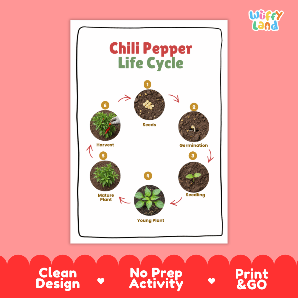 Chili Pepper Lifecycle Poster and Cut and Paste Activity Worksheets | Plant Science Printables