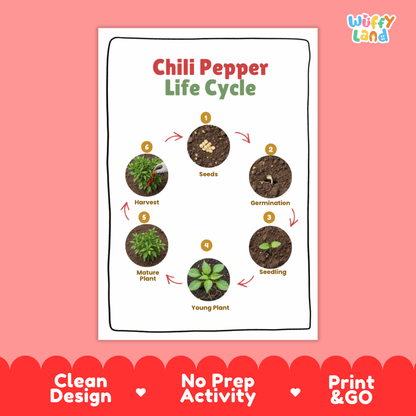 Chili Pepper Lifecycle Poster and Cut and Paste Activity Worksheets | Plant Science Printables
