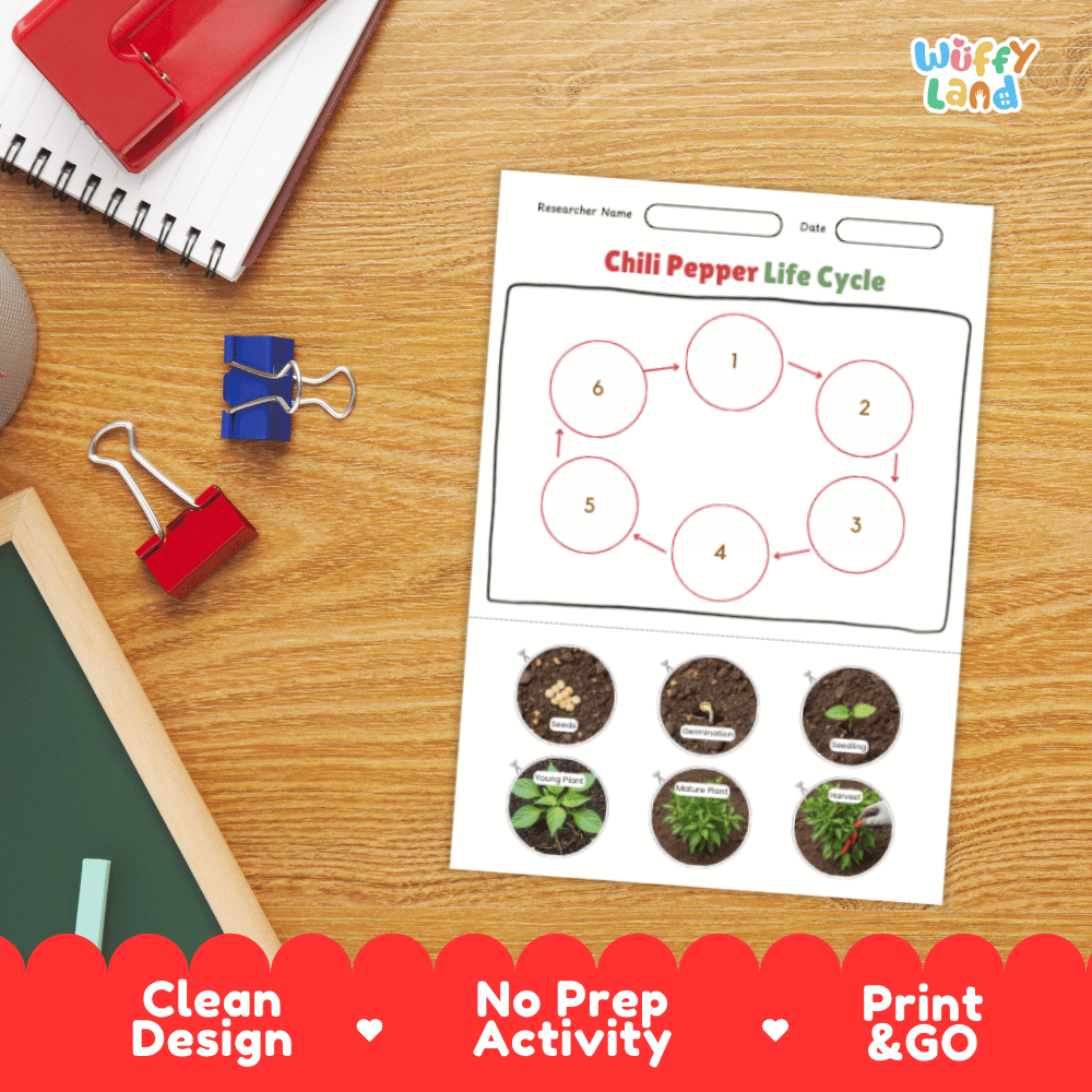Chili Pepper Lifecycle Poster and Cut and Paste Activity Worksheets | Plant Science Printables