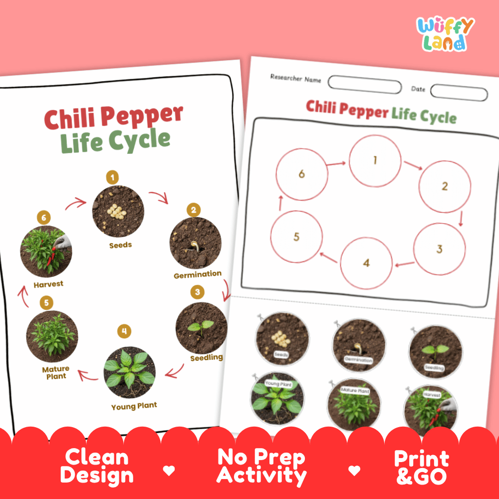 Chili Pepper Lifecycle Poster and Cut and Paste Activity Worksheets | Plant Science Printables