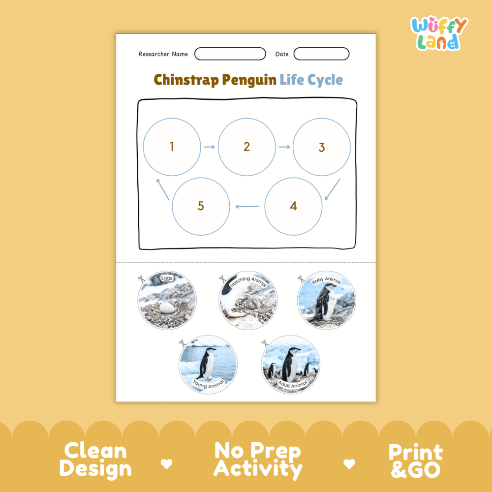 Chinstrap Penguin Life Cycle Poster and Cut and Paste Worksheet Activity