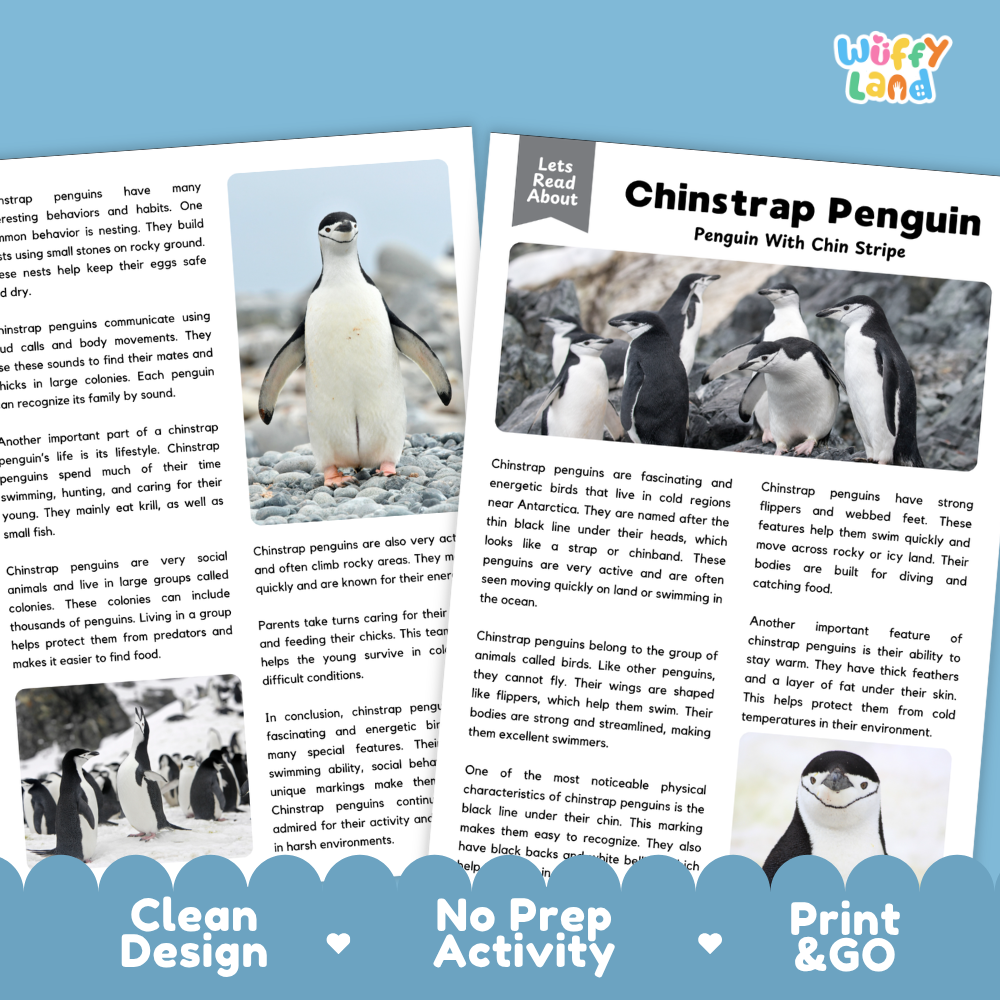 Chinstrap Penguins Reading Passage and Questions Worksheets with Answer Key
