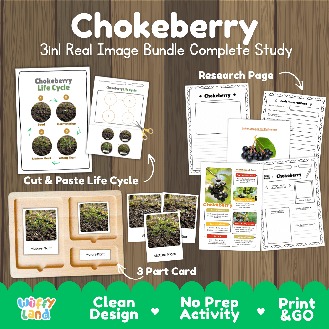 Complete Chokeberry 3-in-1 real image study bundle featuring cut and paste worksheets, Montessori 3-part cards, and research pages 🫐🌱