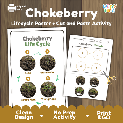 Chokeberry Life Cycle Poster and Cut and Paste Worksheet Activity