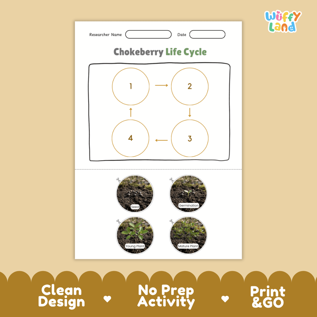 Chokeberry Life Cycle Poster and Cut and Paste Worksheet Activity