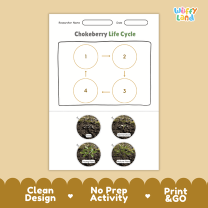 Chokeberry Life Cycle Poster and Cut and Paste Worksheet Activity